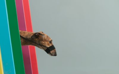 “Turtle Cam” | Action Cam | Sony