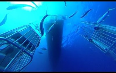 360fly: Diving with the Great White Sharks of Guadalupe Island