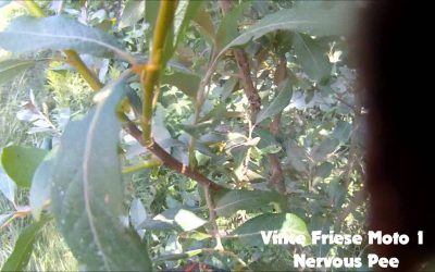 Waspcam: Smartop Motoconcepts – The Glade