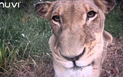 Veho MUVI HD: South African Safari – Close Up