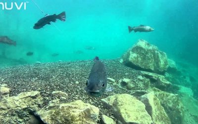 Veho MUVI K-Series: Scuba Diving with ‘Beneath British Waters’