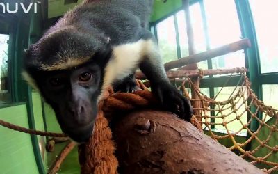 Veho MUVI K-Series – Behind the scenes at Paignton Zoo and Living Coasts