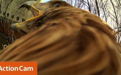 Action Cam | First Eagle flight in 4K! | The Eagle POV |  Sony