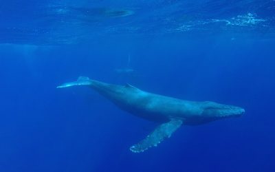 Garmin VIRB Ultra 30: Swimming with Humpback Whales