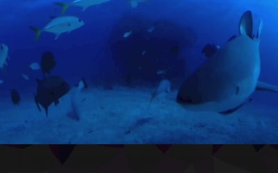 360fly: Swimming with the sharks