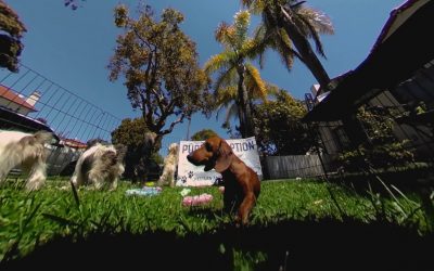 360fly: Get ready for Summer in 360°