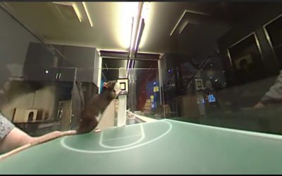 360fly: Mice Playing Basketball