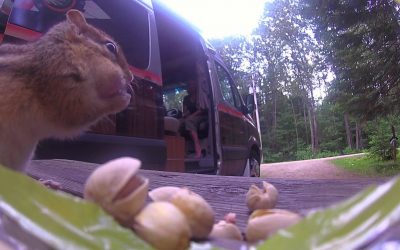 Chipmunk gets stung by a WASPcam