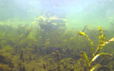 WASPcam Action Sports Camera: Waterdippin’