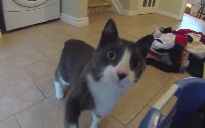 WASPcam action sports camera: Cat VS Laundry Machine