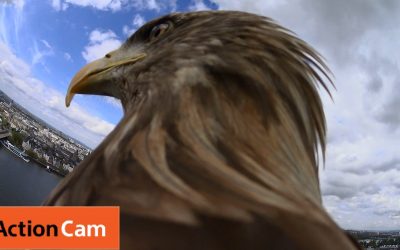 Action Cam | Flying from Cologne Cathedral | The Eagle POV | Sony