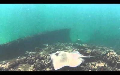 Scuba Diving with WASPcam