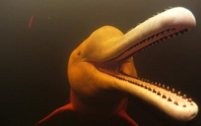 Pink Dolphins in the Amazon | Action Cam | Sony