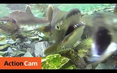 A journey in Alaska | Action Cam | Sony