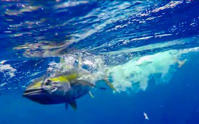 VIRB XE: All Aboard the Papotanic