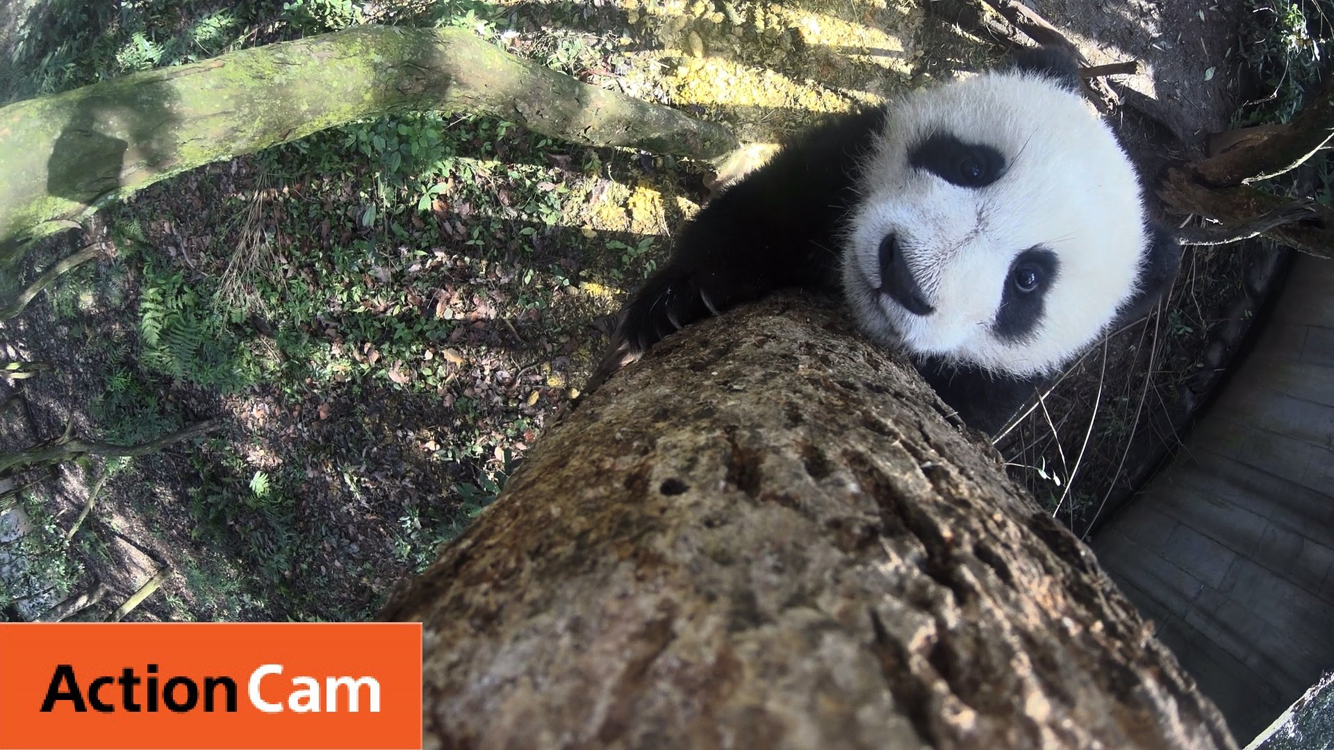Action Cam | Baby Panda Climbs a Freakin Tall Tree | Panda Cam No.6 | パンダ | Sony