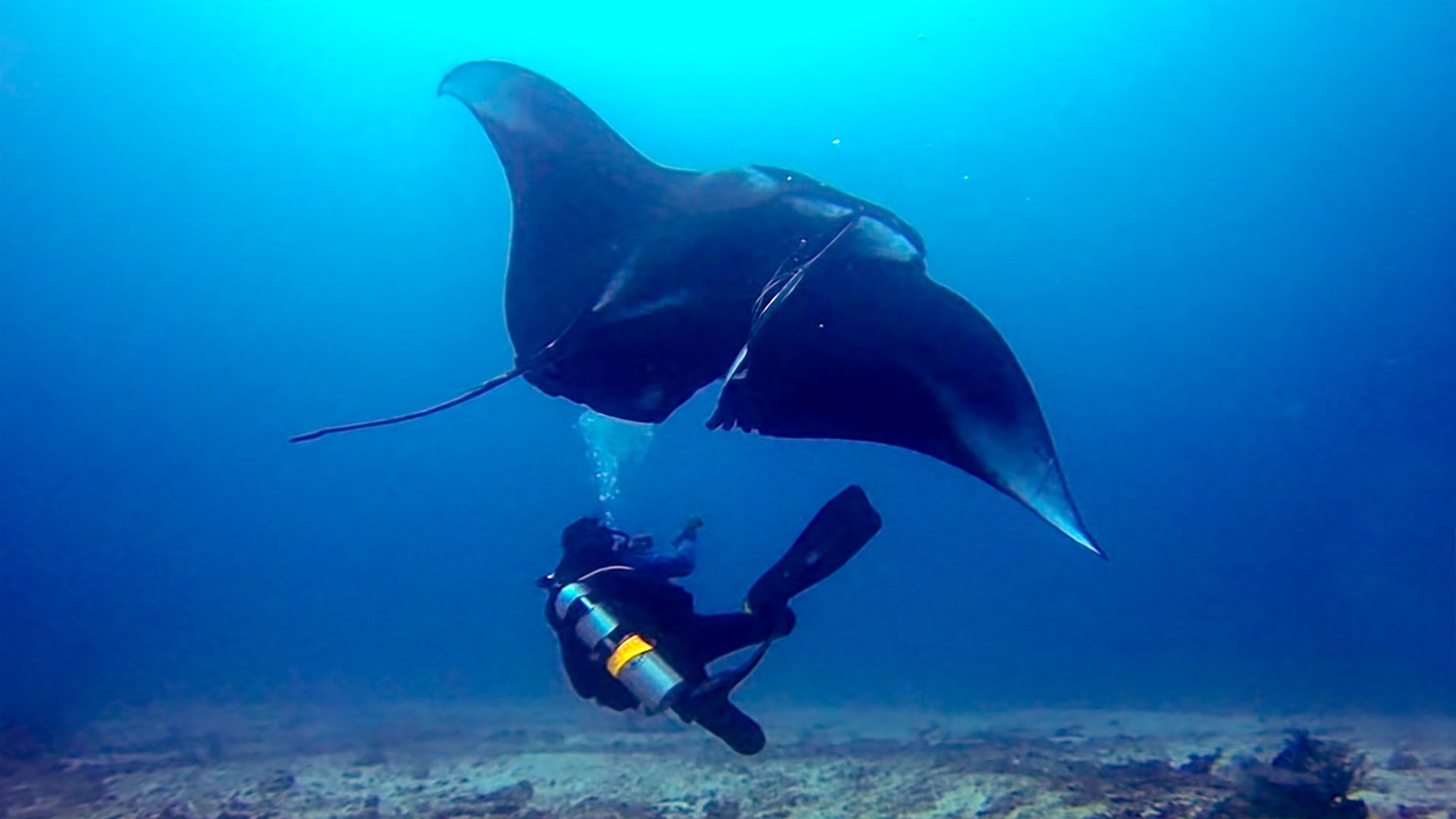 GoPro: Deep Sea Manta Ray Rescue