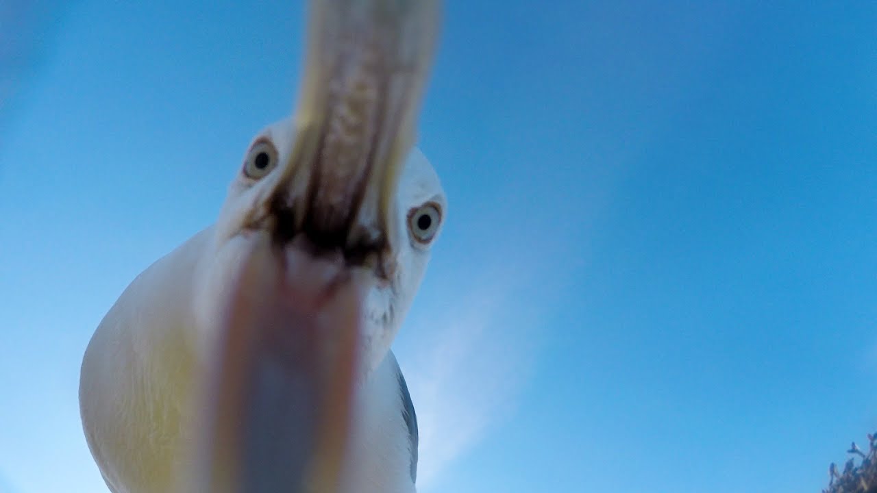 GoPro Awards: Seagull Theft – With Telemetry in 4K