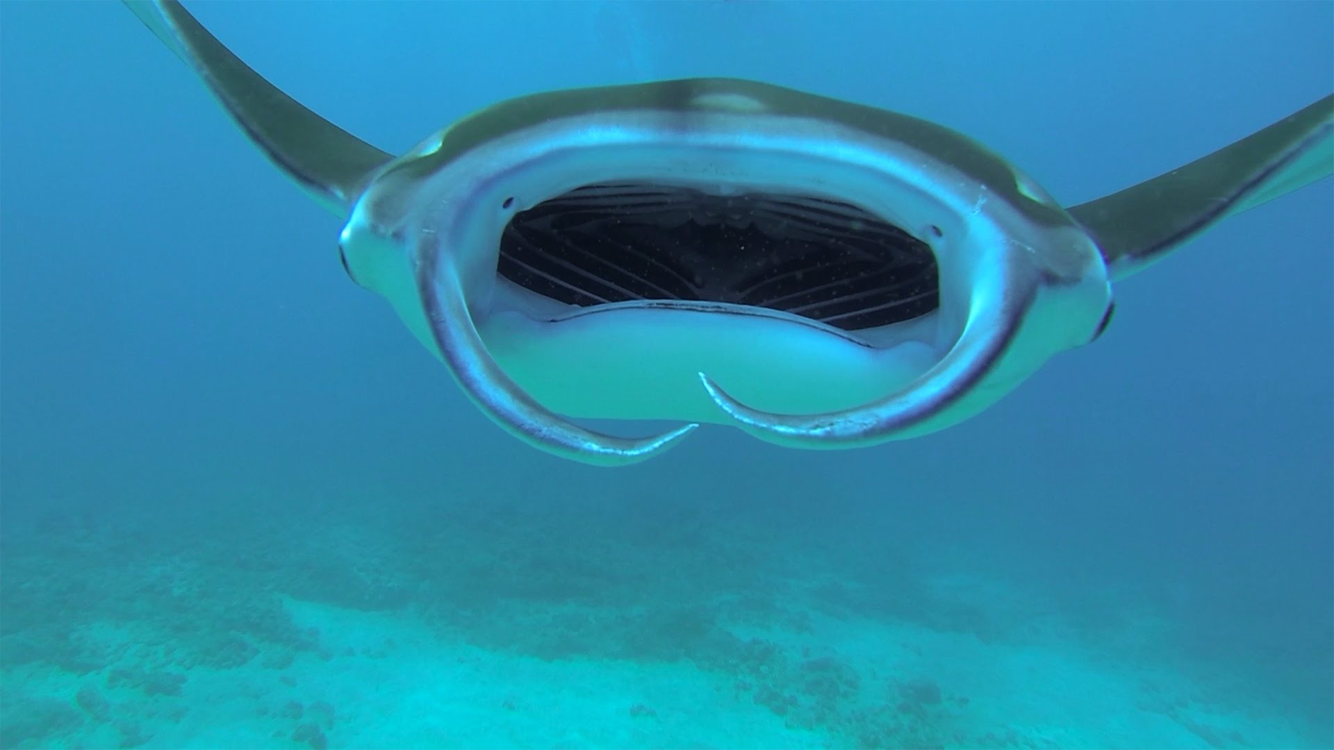 GoPro: Diving With Manta Rays