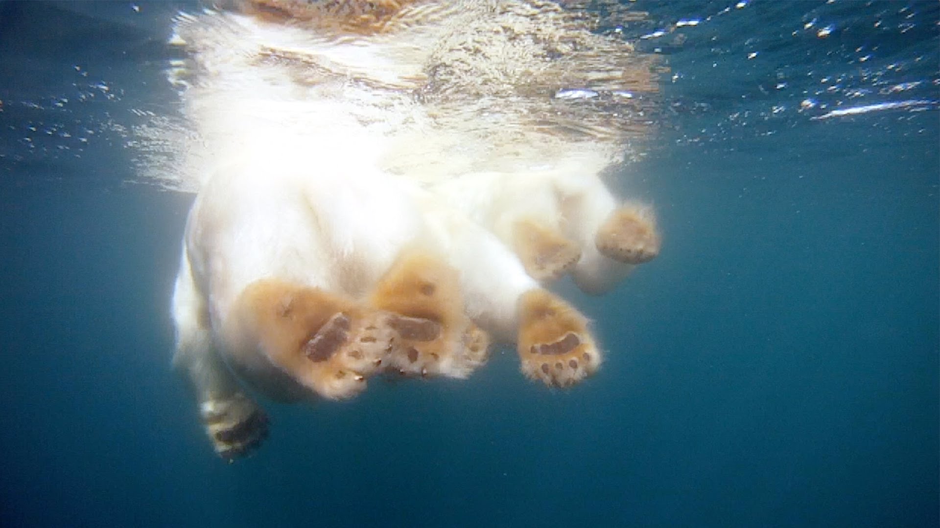 GoPro: Polar Bears – The Quest for Sea Ice