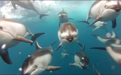GoPro: Swimming with Dolphins – Santa Cruz, CA