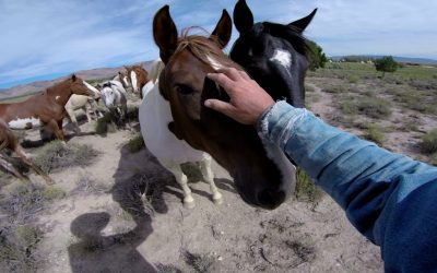 GoPro: Wild Mustangs – A Legacy in 4K