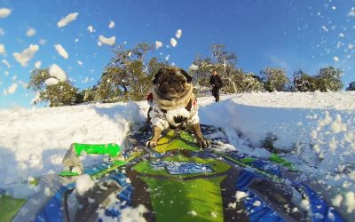 GoPro: Brandy the Snowboarding Pug
