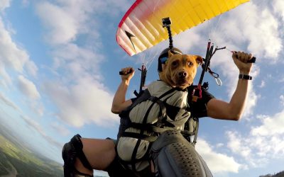 GoPro: Dog Sophie Glides Down a Hawaiian Mountain