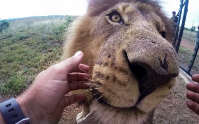 GoPro: Wild Animal Dental Surgery with Kevin Richardson