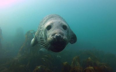 GoPro: Seal Belly Rub