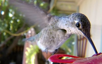 GoPro Awards: Hummingbirds with Macro Lens