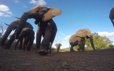 GoPro Awards: African Elephant Bites a GoPro