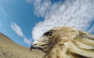 GoPro: Hunting a Fox From an Eagle’s POV