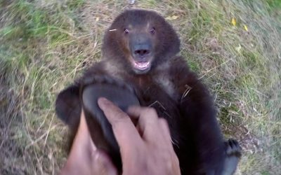 GoPro: Man and Grizzly Bear – Adventures with Bella
