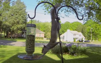 GoPro: Squirrel Fail