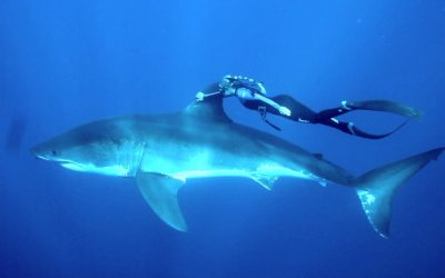 GoPro: Ocean Ramsey and a Great White Shark