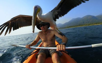 GoPro: Pelican Learns To Fish
