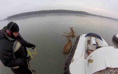 GoPro: Hovercraft Deer Rescue