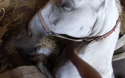 GoPro Awards: Freedom The Horse is Liberated