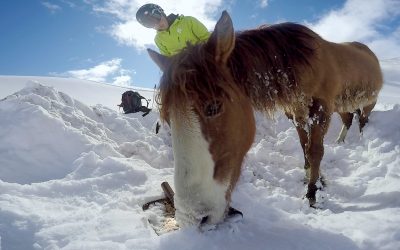 GoPro: Chilean Horse Rescue