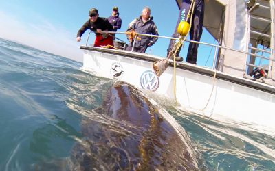 GoPro: If I Was A Great White Shark