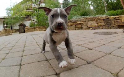 GoPro HD: Dogs of the Teva Mountain Games 2012