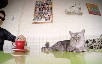GoPro: Kittens and Coffee – A Cat Cafe in Shanghai