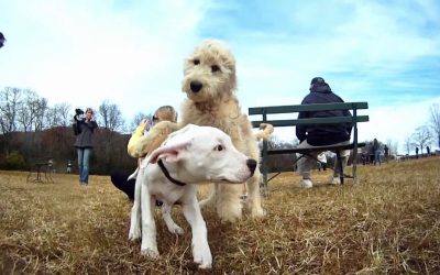 GoPro HD: Beautiful Day at the Dog Park