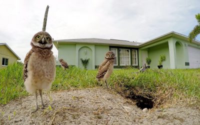 GoPro Awards: Owl Dance-Off Part II