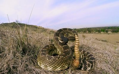 GoPro: Rattlesnake Wranglers