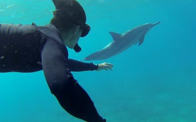 GoPro: Swimming With Dolphins