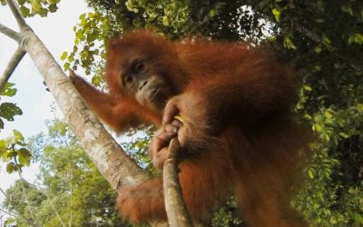 GoPro: Our Orangutan Brethren
