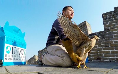 GoPro Cause: IFAW – Releasing Raptors Off The Great Wall of China
