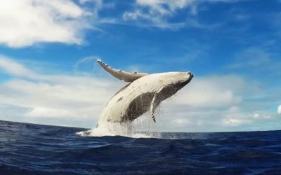 GoPro: Humpback Whale Breach – Mother & Calf